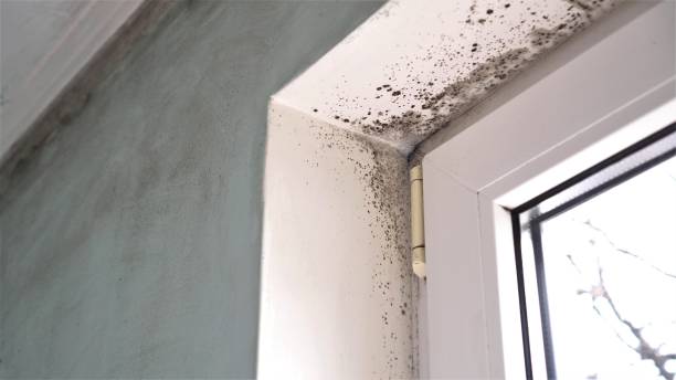 Best Attic Mold Removal  in Rolling Meadows, IL